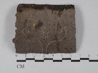 刺革菌屬藏品圖，第1張