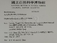 冇骨消絲齒菌藏品圖，第2張