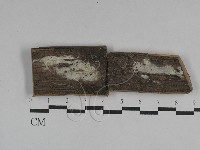 冇骨消絲齒菌藏品圖，第1張