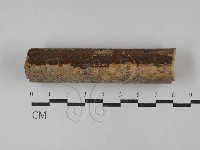 刺革菌屬藏品圖，第1張