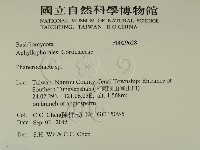 顯絲菌屬藏品圖，第2張