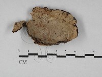 多年臥孔菌屬藏品圖，第3張