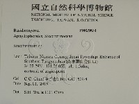 齒耳菌屬藏品圖，第2張