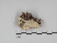 寡孔菌屬藏品圖，第1張