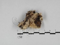 寡孔菌屬藏品圖，第3張