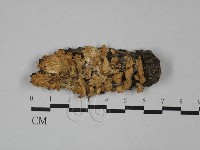 登錄號:F0029635藏品圖，第1張