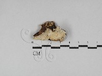 寡孔菌屬藏品圖，第1張