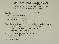 刺皮菌屬藏品圖，第2張