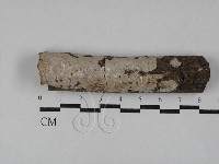 刺皮菌屬藏品圖，第1張