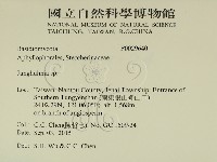 容氏菌屬藏品圖，第2張
