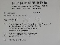 絲齒菌屬藏品圖，第2張