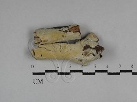 絲齒菌屬藏品圖，第1張