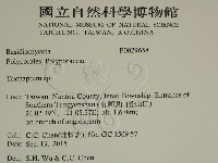 附毛菌屬藏品圖，第2張