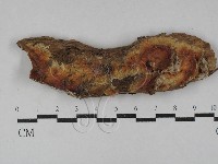 射脈菌屬藏品圖，第1張