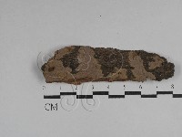 刺革菌屬藏品圖，第1張