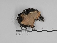 硬孔菌屬藏品圖，第1張