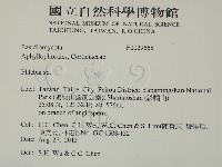 射脈菌屬藏品圖，第2張