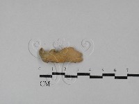 射脈菌屬藏品圖，第1張