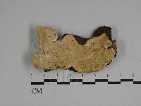 栓菌屬藏品圖，第1張
