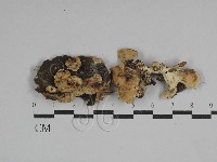 栓菌屬藏品圖，第1張