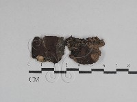 登錄號:F0029673藏品圖，第1張