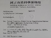 絲齒菌屬藏品圖，第2張