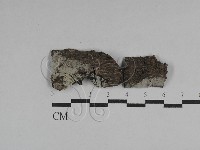 絲齒菌屬藏品圖，第1張