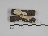 骨皮菌屬藏品圖，第1張