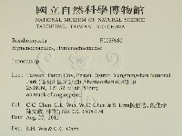 纖孔菌屬藏品圖，第2張