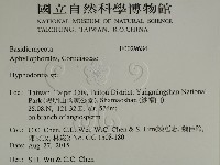 絲齒菌屬藏品圖，第2張