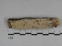 絲齒菌屬藏品圖，第1張