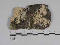 絲齒菌屬藏品圖，第1張