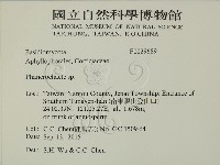 顯絲菌屬藏品圖，第2張