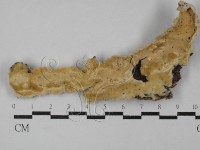 顯絲菌屬藏品圖，第1張