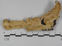 顯絲菌屬藏品圖，第3張