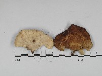 相鄰小孔菌藏品圖，第1張