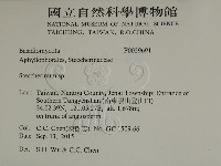 齒耳菌屬藏品圖，第2張