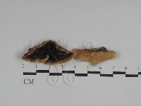 齒耳菌屬藏品圖，第1張