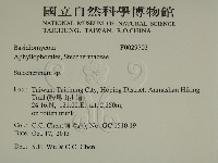 齒耳菌屬藏品圖，第2張