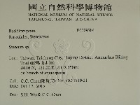 韌革菌屬藏品圖，第2張