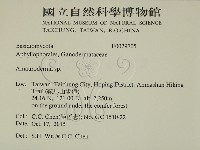 假芝屬藏品圖，第2張