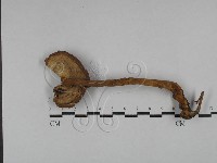 假芝屬藏品圖，第3張