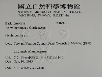 絲齒菌屬藏品圖，第2張