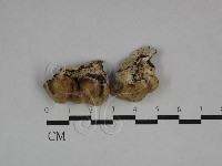 登錄號:F0029714藏品圖，第1張