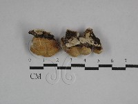 登錄號:F0029714藏品圖，第3張