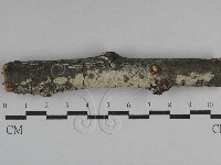 絲齒菌屬藏品圖，第1張