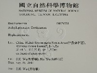 絲皮菌屬藏品圖，第2張