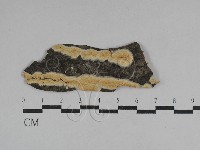 絲皮菌屬藏品圖，第1張