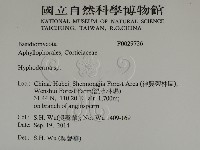 絲皮菌屬藏品圖，第2張