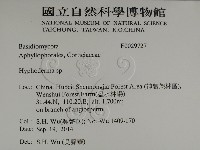 絲皮菌屬藏品圖，第2張